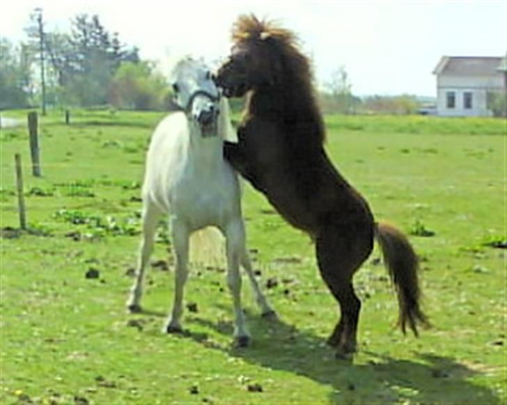 Anden særlig race nuller  billede 13