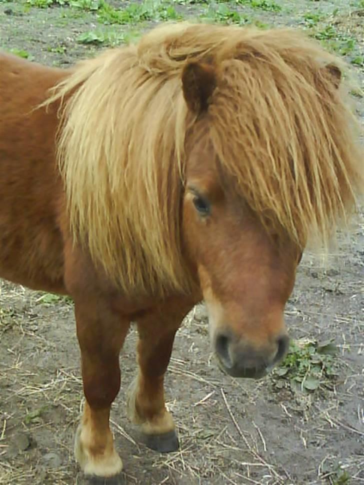 Anden særlig race nuller  billede 14