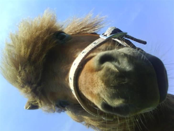 Anden særlig race nuller  billede 15