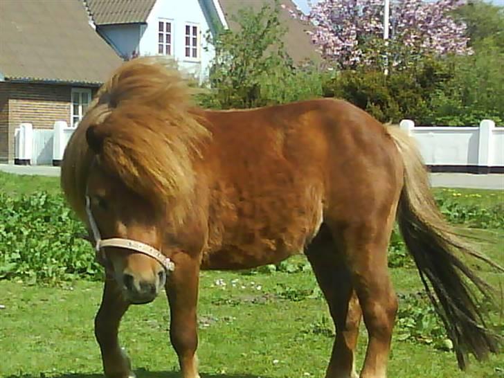 Anden særlig race nuller  billede 16