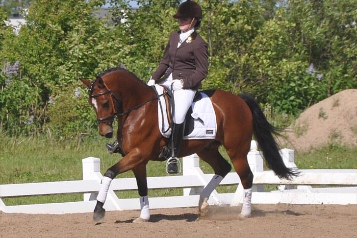 New Forest Højvangs Cavallo - Hop om bord på mit flyvende tæppe. Lad mig tage dig derop. Hvor stjernerne bor. Der til hvor verdener de mødes. Og hvor drømme de gror. Du som sendt fra oven. Smuk som tusinde engle der synger i kor. Og jeg er solen bag skyerne. Altid skarp, det derf billede 7