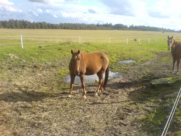 Dansk Varmblod Ellegaard's Chassé - Chassé på fold hvor han stod før :D billede 6