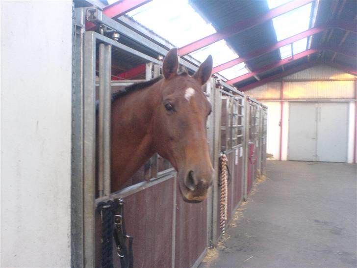 Dansk Varmblod Ellegaard's Chassé - Da jeg næsten lige havde fået ham :D billede 7