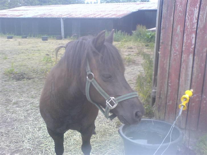 Anden særlig race Tarzan  - En pony som dig skal man lede længe efter. billede 11