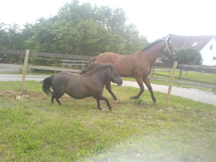 Anden særlig race Tarzan  - Tarzan og pressifon. billede 12