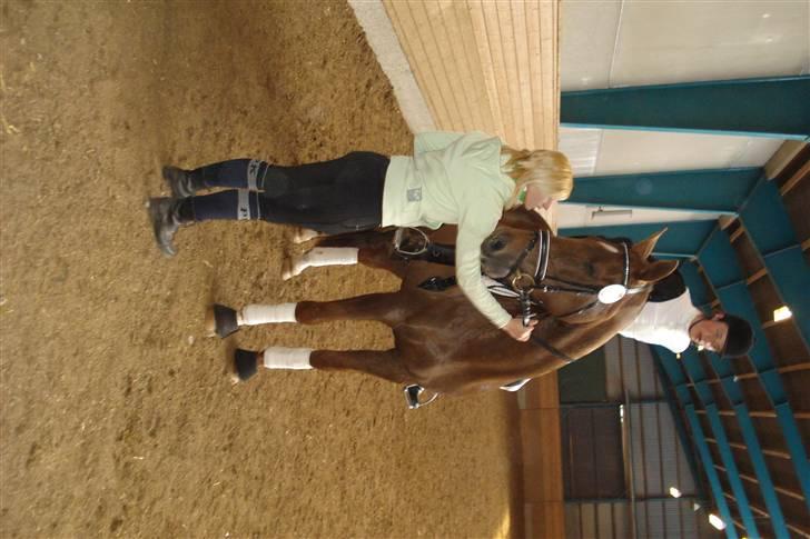 Dansk Varmblod Ellegaard's Chassé billede 9