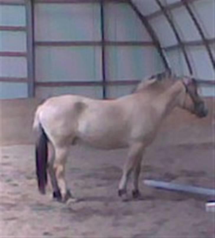 Fjordhest Bastian (KØBT) - Og hvad så nu? billede 12