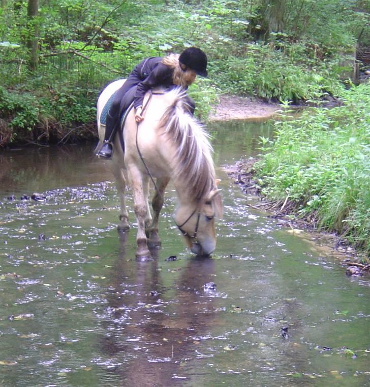 Fjordhest Max Mule - I åen. Meget gammelt billede, så jeg ser lidt lille ud, hehe :D billede 8