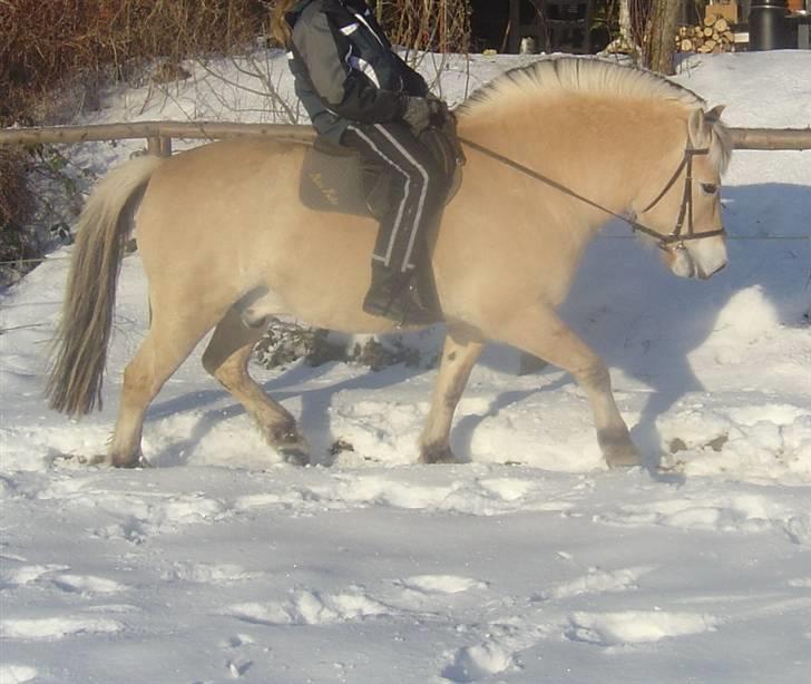 Fjordhest Max Mule - Dengang havde han godt nok lidt mere sul på kroppen. Som i nok kan se :´D billede 9