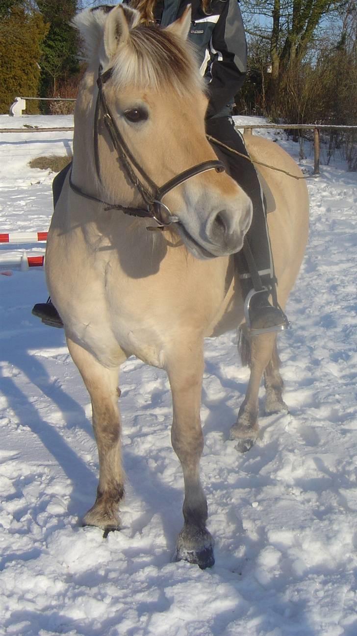 Fjordhest Max Mule - Vinteren 05.  billede 10
