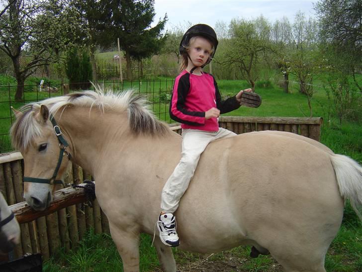 Fjordhest Max Mule - Min lillesøster, Freja, strigler liige. Billedet viser rigtig godt, hvor sød en fyr han er, overfor ALLE. billede 11