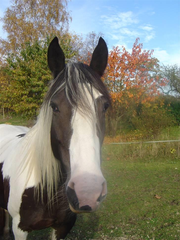 Irish Cob Alicia - Tjaa.. :D hehe billede 9