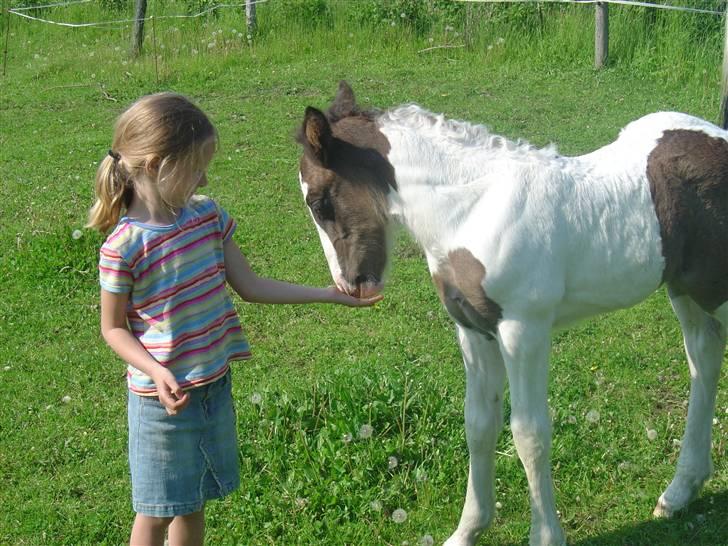 Irish Cob Tequila - Endnu et følle´billede. :´) billede 10