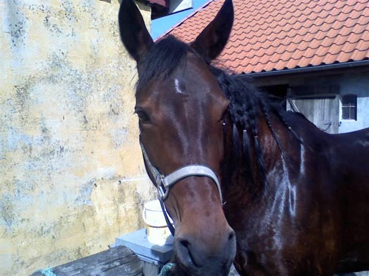 Traver **-<3Elli Star<3-** - HVA VAR DE.. DE... DET??? :-D billede 15