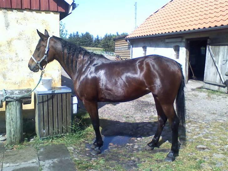Traver **-<3Elli Star<3-** - meget majestetisk :-) billede 16