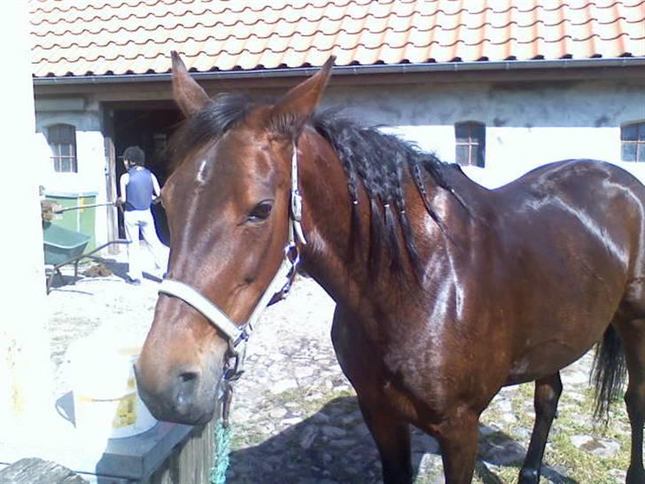 Traver **-<3Elli Star<3-** - pas nu på darling, du skygger for solen, og så skal du finde noget nyt kulør, når jeg mister den gamle! :-P billede 18