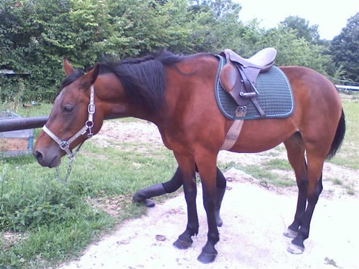 Traver **-<3Elli Star<3-** - NYT: TOTALT ARABER STILLING! :-D men når ja... der er jo også meget MEGET araber i travere hehe :-) billede 19