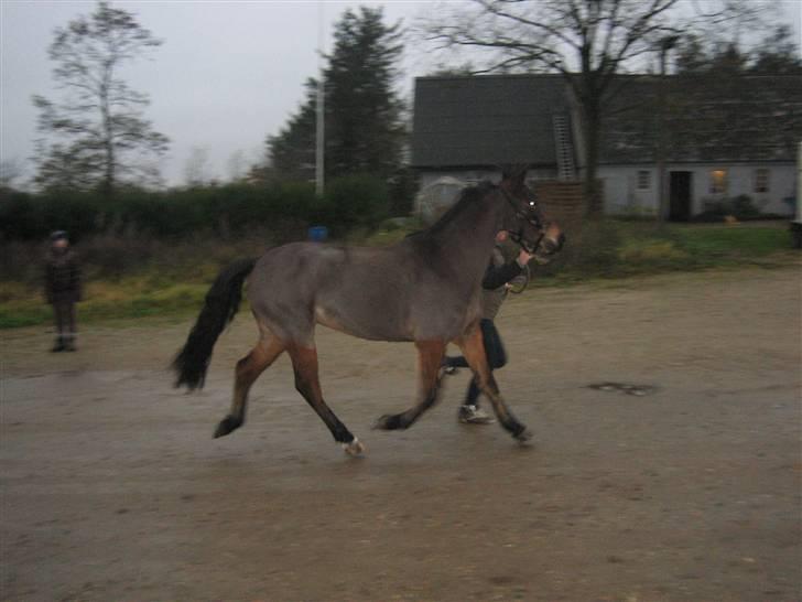 New Forest -Miss Jeanette (savnet!)  - 11. LØBE LØBE :´D billede 11
