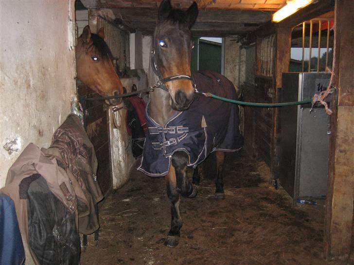 New Forest -Miss Jeanette (savnet!)  -  15. søde søde pony  <3 billede 15