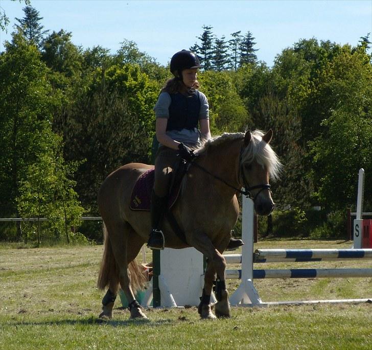 Haflinger Herta - 13) Mig og Herta til spring :D 2008 billede 12
