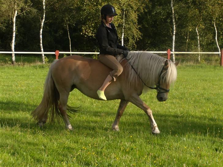Haflinger Herta - 14) Mig og Herta på græsspringbanen :D billede 13