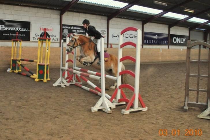 Haflinger Herta - 15) Mig og Herta klubstævne BRA- LE hest (LC pony udgik) billede 14