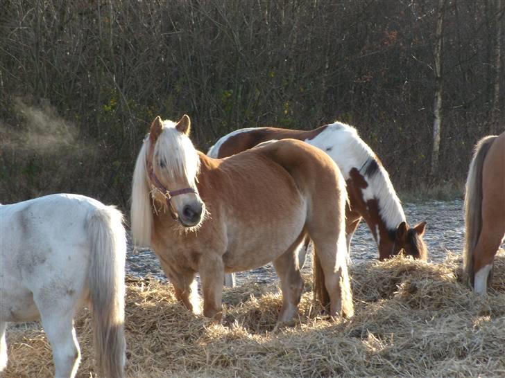 Haflinger Herta - 16) ude på folden sammen med de andre elevponyer [Herta i midten] billede 15