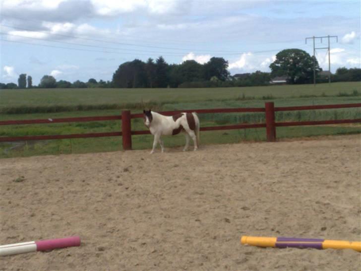 Anden særlig race #Wendy# - Efter af Wendy havede været forfange. Så vill vi ikke lukke hende på græs. så Hun kom på ridebanen. XD billede 8