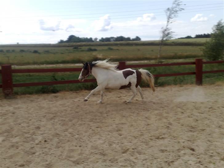 Anden særlig race #Wendy# - Nøjh. Er hun ikke Kær. ? billede 11