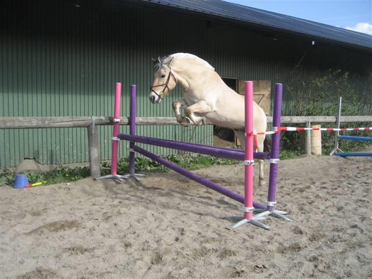 Fjordhest Viktor  - Viktor løsspringer billede 14