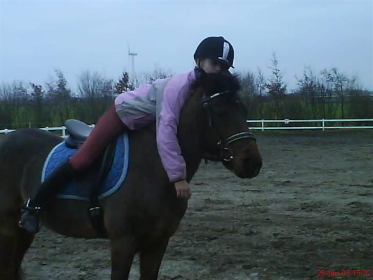 New Forest Benjamin Junior - Dressur træning Foto : Heidi billede 11