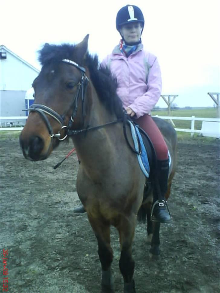 New Forest Benjamin Junior - Dressur træning Foto : Heidi billede 13