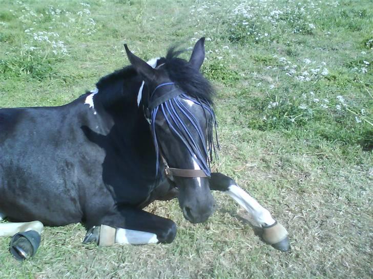 Pinto Melanie [solgt] billede 7