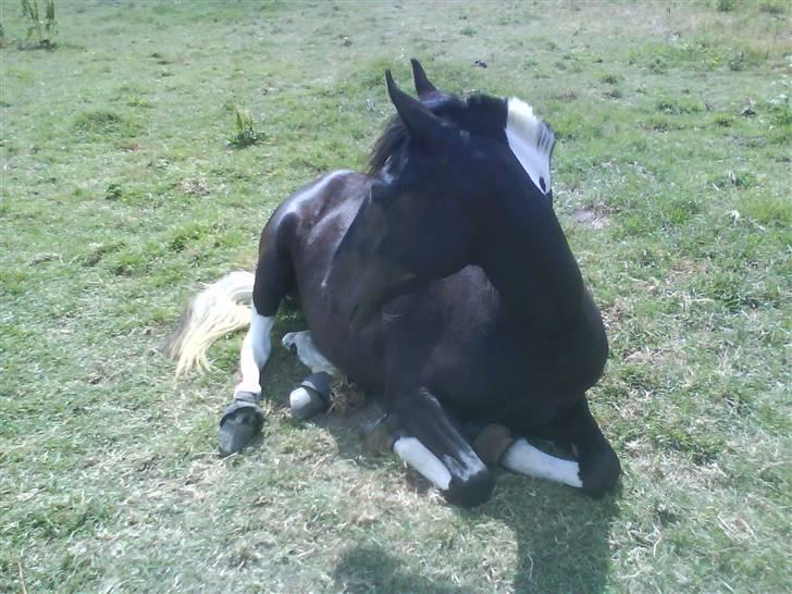 Pinto Melanie [solgt] billede 8