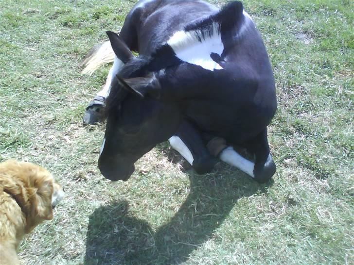 Pinto Melanie [solgt] billede 9