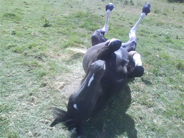 Pinto Melanie [solgt] billede 10