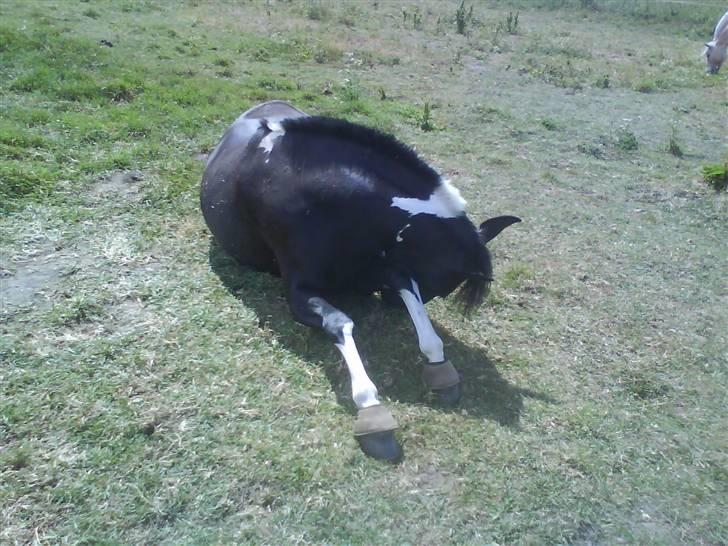 Pinto Melanie [solgt] billede 11