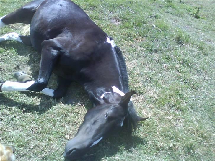 Pinto Melanie [solgt] billede 12