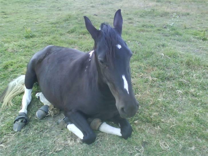 Pinto Melanie [solgt] billede 13