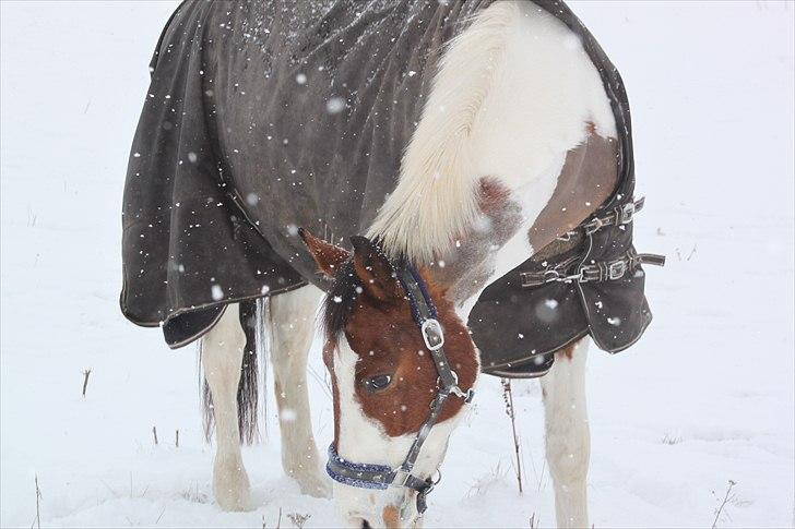 Pinto Falkenhus´s Vivaldi <3  - Vinter 2010. ;) billede 13