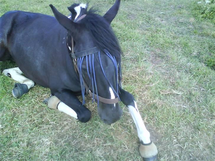 Pinto Melanie [solgt] billede 14