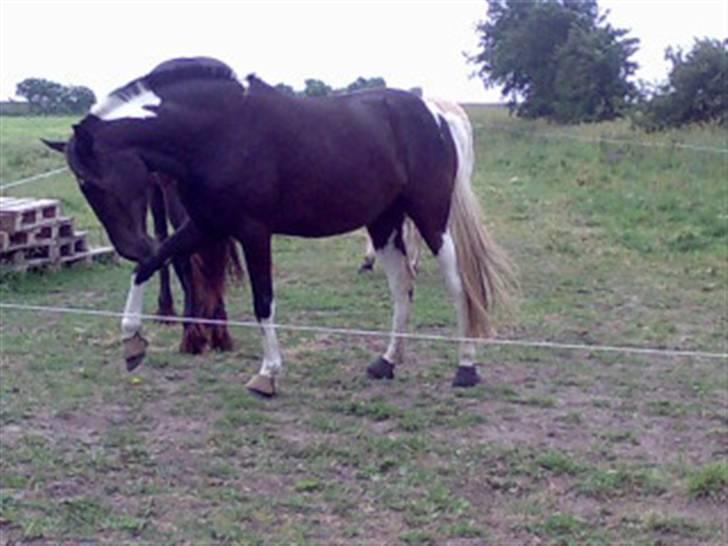 Pinto Melanie [solgt] billede 15