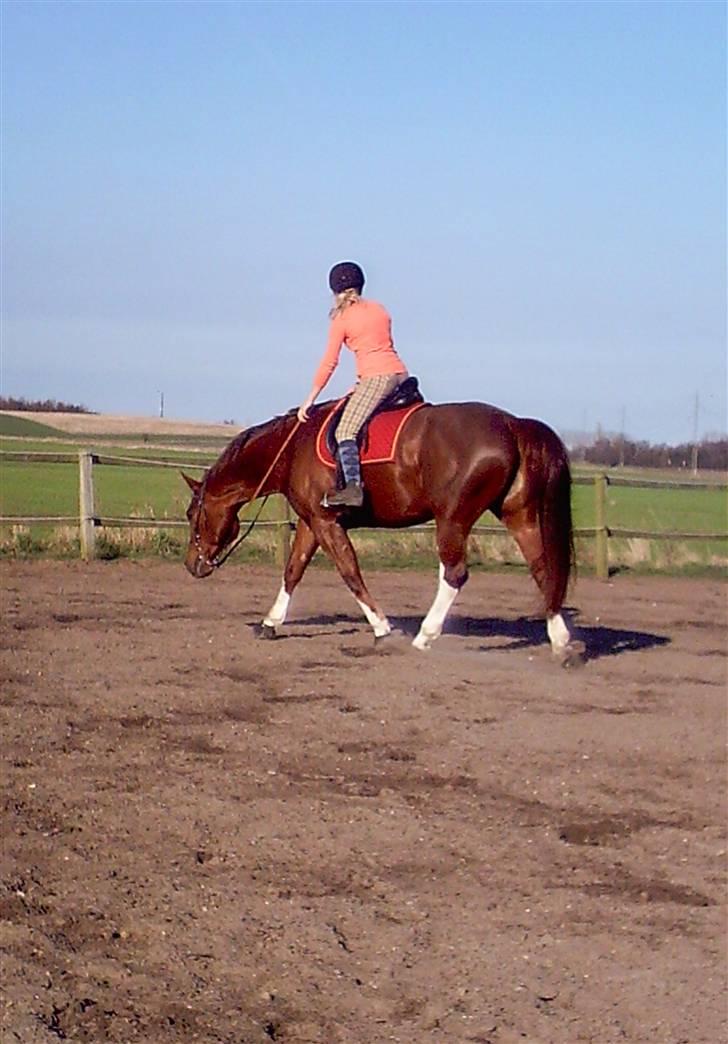 Dansk Varmblod Egely's Lucky Lady billede 12