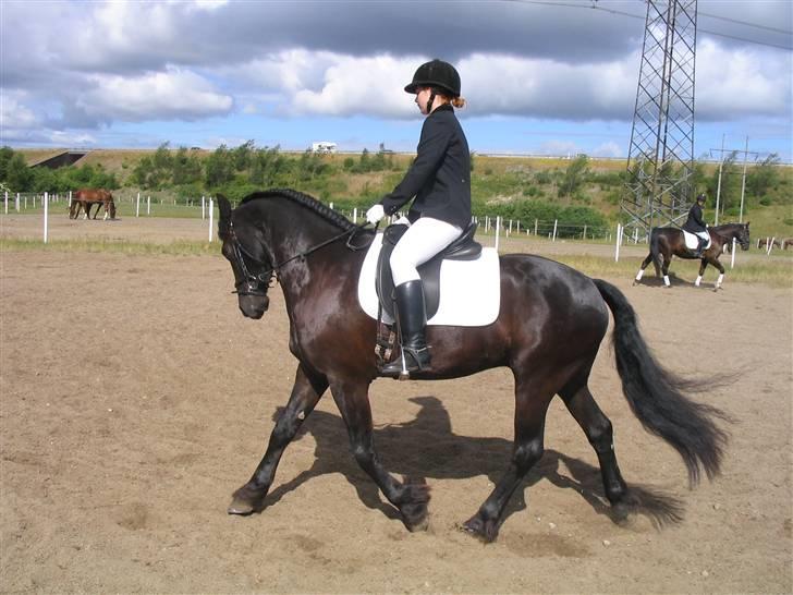 Frieser Loke af Friesergaarden - Lokes første stævne  billede 12