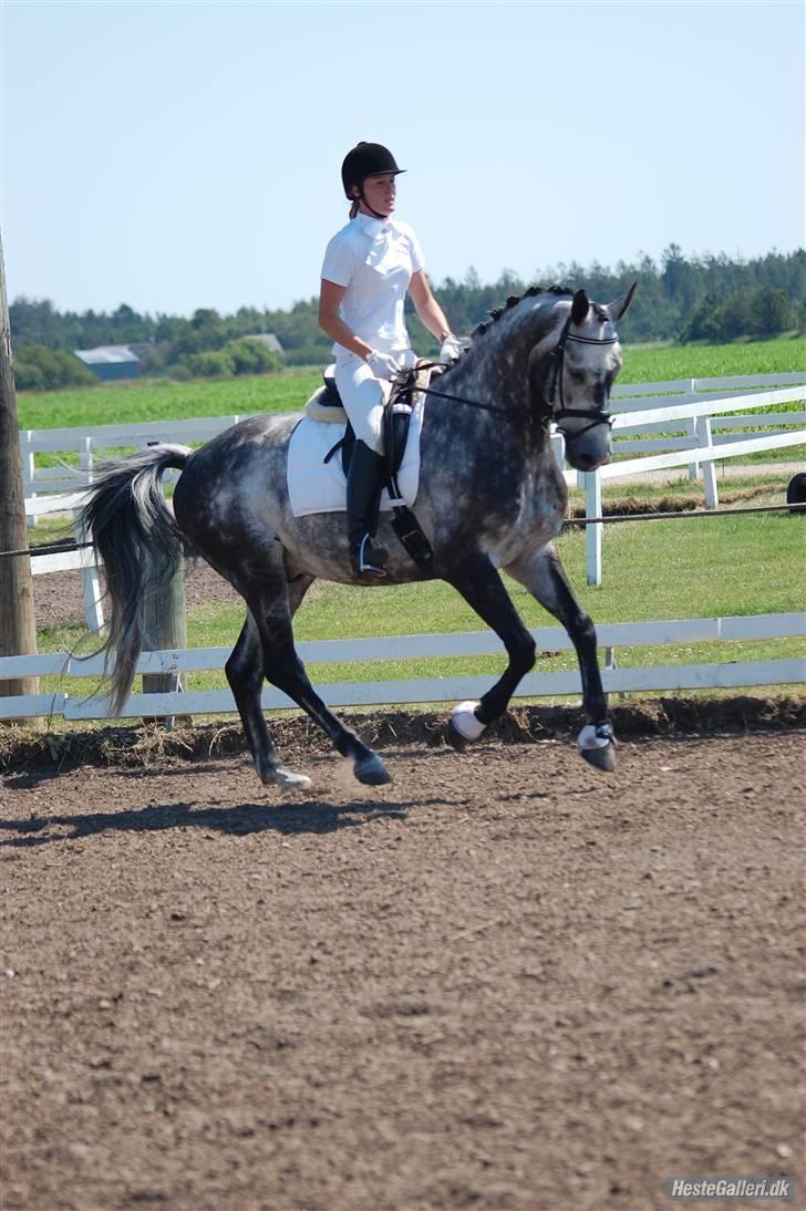 Dansk Varmblod  Skovly´s Herbert - Stævne Hodsager juni 2008 billede 8
