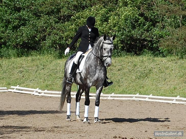 Dansk Varmblod  Skovly´s Herbert - Første stævne 31 juni 2008. Klubstævne Viborg Rideklub  billede 9