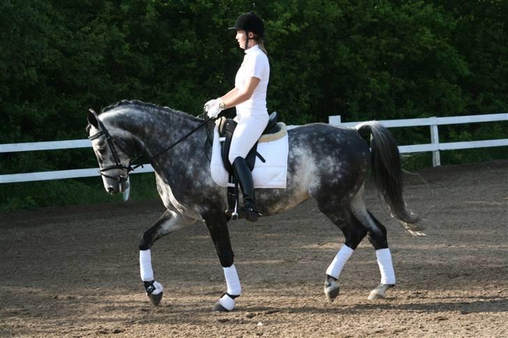 Dansk Varmblod  Skovly´s Herbert - Første stævne 31 juni 2008. Klubstævne Viborg Rideklub  billede 10