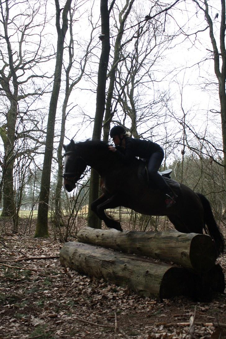 Connemara Mosegårdens Geena| billede 5