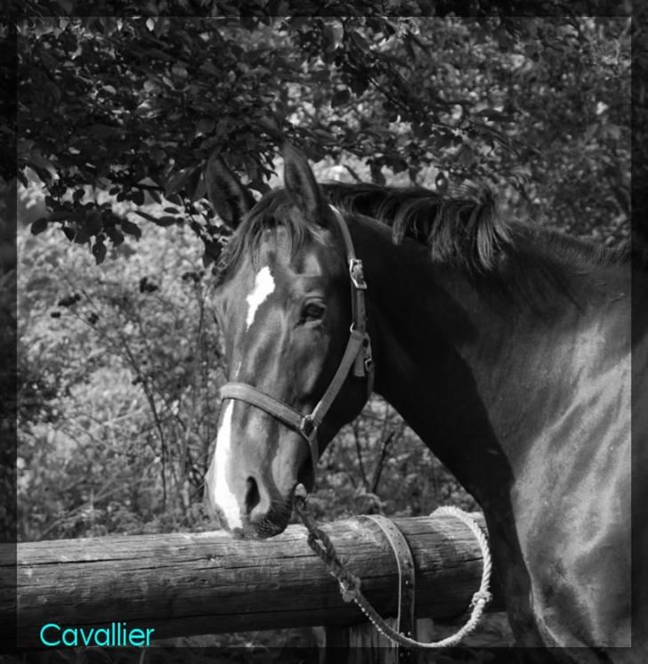 Holstener Cavallier billede 15
