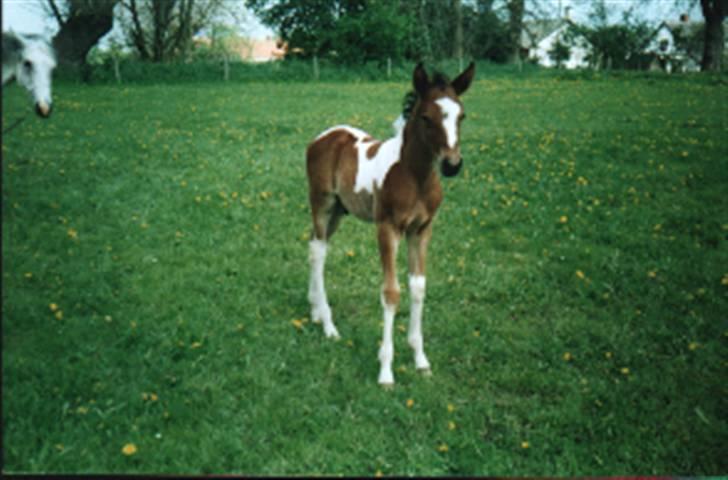 Pinto Humlegaardens Djinn - En lille bitte meget ny Djinn - 2001 billede 18